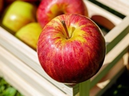 Украинские яблоки уже можно экспортировать в Индию