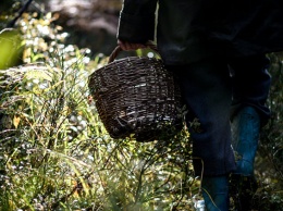 Под Бахчисараем в лесу несколько часов искали 83-летнего грибника