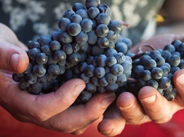 Ученые раскрыли неожиданную пользу винограда