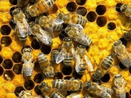 За отравление пчел намерены жестче наказывать - Госпродпотребслужба