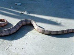 От укуса морской змеи впервые погиб человек