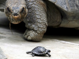 На Галапагосах неизвестные похитили 123 гигантских черепах
