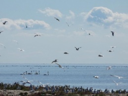 На Херсонщине началось наблюдение за осенними миграциями птиц