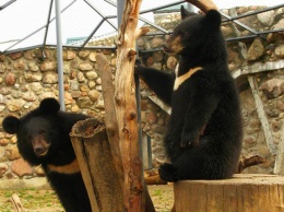 В Приморье спасли двух осиротевших гималайских медвежат