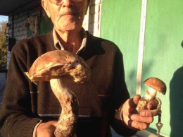 Днепрянин нашел гигантский гриб