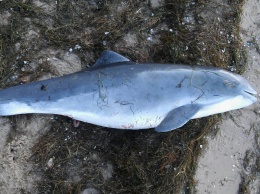 «Вот такая грустная находка»: на берег возле Лиман выбросило мертвого дельфина