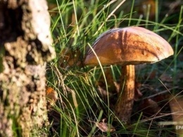 В Крыму восемь человек отравились грибами в церкви