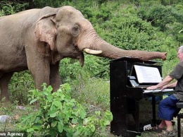 Британский пианист играет Бетховена и Баха... слонам, которые проходят реабилитацию