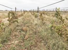 В МинТОТ заявили об уничтожении виноградников в Крыму