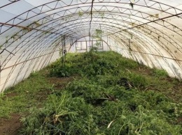 В Запорожской области выращивали элитную коноплю