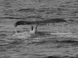 Биткоин-киты стабилизируют рынок, а не разрушают его: исследование