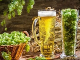 Ученые нашли в пиве полезные вещества из хмеля