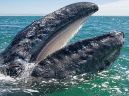 Разные популяции серых китов контактируют между собой