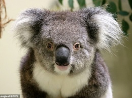 Австралийские коалы вымирают из-за эпидемии хламидиоза. Чтобы спасти вид, 5 коал «прилетели» в Великобританию