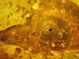 Палеонтологи нашли улитку, которой 99 млн лет