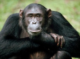 Шимпанзе оказались способны делиться едой