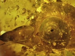 Ученые обнаружили в янтаре улитку возрастом почти 100 миллионов лет
