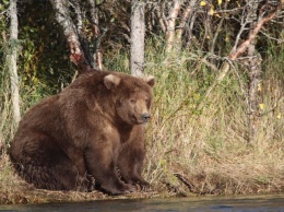 На Аляске голосованием выбрали самого толстого медведя