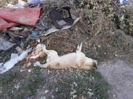 В Павлограде неизвестные травят собак (ФОТО)