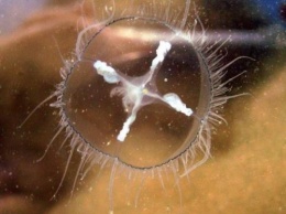 Редкий вид медуз найден в пресном озере на территории Китая