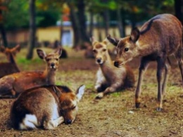 Запорожский фотограф повстречал в заповеднике табун оленей (ФОТО)