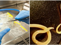 Страшные сибирские черви, погребенные в вечной мерзлоте на 42 000 лет, возвращаются к жизни