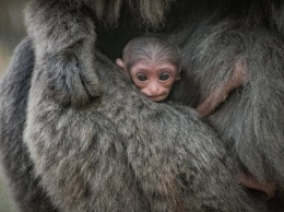 В британском зоопарке у серебристых гиббонов родился малыш (Фото, видео)
