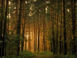 Ученые ошиблись в расчетах предполагаемых запасов лесного углерода