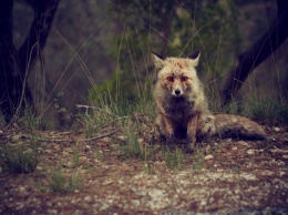 Пикник лучше отложить: в трех районах Запорожской области обнаружили бешеных лисиц