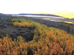 Экологи: деятельность человека уничтожает самый старый лес на планете
