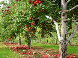 Садовники Никопольщины отказались собирать урожай яблок