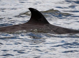 Times: британские морские учения могли привести к гибели свыше 80 китов