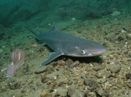 В Приморье на прилавки едва не попали опасные акулы