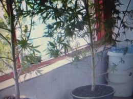 Полиция разыскивает николаевца, который выращивал на балконе 10 кустов конопли