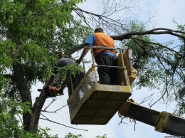 На Херсонщине экологи обвинили поселковый совет в уничтожении деревьев