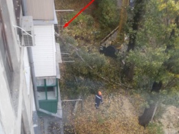 Обрезка деревьев обернулась разбитым балконом