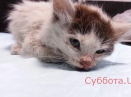 В Запорожье просят помощи для кота с разбитой мордочкой (ФОТО)