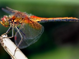 Ученые заявили о стремительном сокращении численности насекомых по всему миру