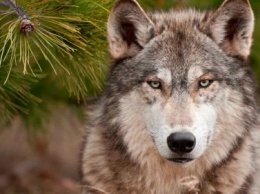 «В лес не смотрит»: В Ростове жители поймали сбежавшего волка