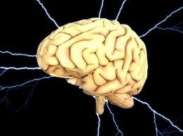 Изучение мозга живых людей объяснило развитие интеллекта - Нейробиологи