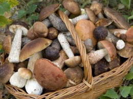 В России начались массовые отравления грибами