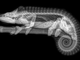 Зоопарк в Орегоне показал рентгеновские снимки живтоных