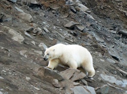 Ученые заметили, что белые медведи на Чукотке стали упитаннее и спокойнее