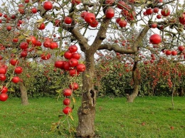 Садоводы решили не собирать урожай яблок и оставить плоды на деревьях
