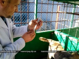 В Павлограде бездомных собак вакцинировали от бешенства