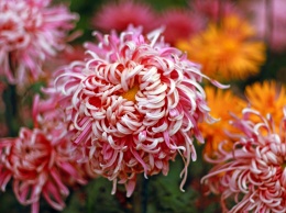 Бал хризантем «Осенний блюз» откроется в Никитском ботаническом саду 23 октября