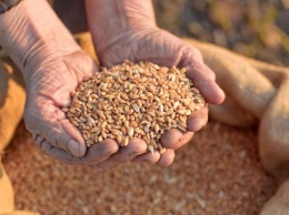 Минагро повысило прогноз урожая зерновых почти на миллион тонн