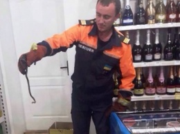 Незваный гость: в один из продуктовых магазинов Днепра заползла змея