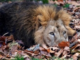 Львица жестоко загрызла льва-отца ее детенышей