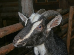 В Кривом Роге три козы погибли во время пожара в сарае